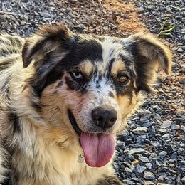 Gracie - Australian Shepherd
