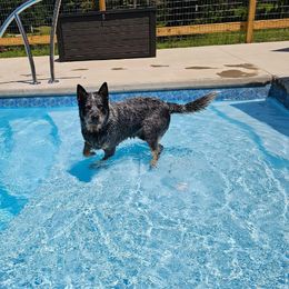 Copper - Australian Cattle Dog