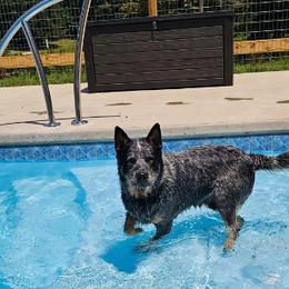 Copper - Australian Cattle Dog