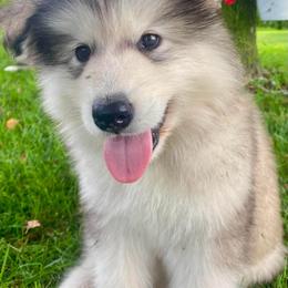 Dwight - Gray and white male Alaskan Malamute puppy in Palmyra, Michigan from Illusion Kennel