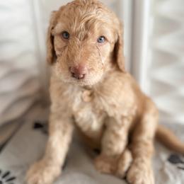 Goldendoodle Puppies from Lundee Doodles
