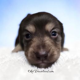 Marcus - Chocolate and cream male Dachshund puppy in Oklahoma City, Oklahoma from OkieDoxieland Dachshunds
