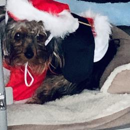 Yorkshire Terrier Puppies from Missy Lu Lap Puppies