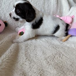 Girl 4 - female Brittany puppy in Maidens, Virginia from Labyrinth Brittanys
