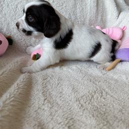 Girl 4 - female Brittany puppy in Maidens, Virginia from Labyrinth Brittanys