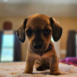 Purple - Wild boar and cream female Dachshund puppy in Colony, Kansas from Randal'sDachshunds
