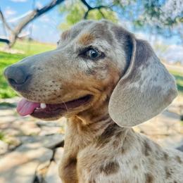 Pear - Dachshund