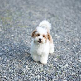 Louie Vuitton - Parti male Maltipoo puppy in Deming, Washington from Heavenly Puppies to Love