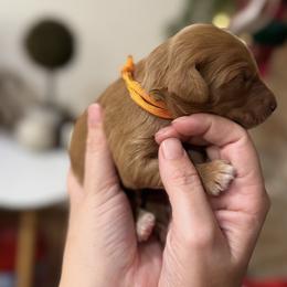 Skye- orange - Red  female Goldendoodle puppy in Bogue Chitto, Mississippi from Valentine Kennels