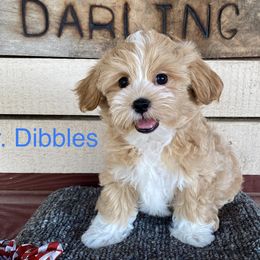 Companion Crosses, Mal-Shis, Maltipoos, and Morkies from Real Darling Pups