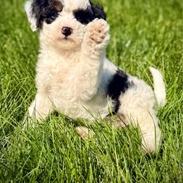 Bolt - Black and white male Assorted Doodle Crosses puppy in Ohio from Holley Doodles
