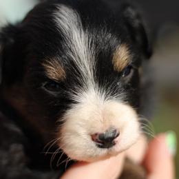 Male 2 - Black tri male Toy Australian Shepherd puppy in Newnan, Georgia from Baker's Down South Aussies