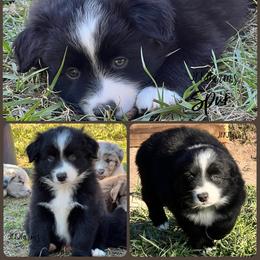 (1) Spur - Black tri male Miniature Australian Shepherd puppy in Huntington, Texas from JKKJ Farms