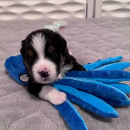 Boo - Black tri male Miniature American Shepherd puppy in Weatherford, Texas from Paris Miniature Americans