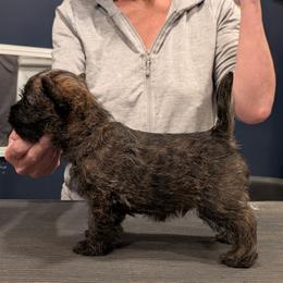 Cairn Terrier Puppies from Cairnforyou