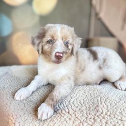 Sterling Althoff - Red merle male Australian Shepherd puppy in Statesville, North Carolina from Charming Australian Shepherds