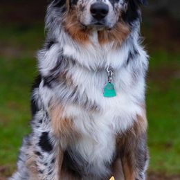 Australian Shepherds from Five Stars Australian Shepherds