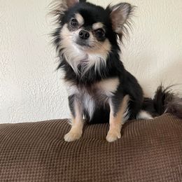 Chihuahua All Grown Up from Zobelchi