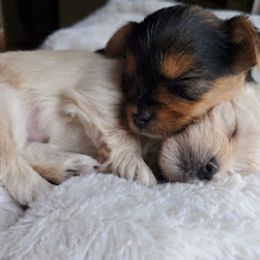Biewer Terrier and Yorkshire Terrier Puppies from 1.StarDreamPups
