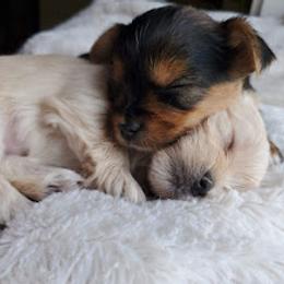 Biewer Terrier and Yorkshire Terrier Puppies from 1.StarDreamPups