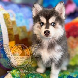 Monarch Blueberry - Silver and white Pomsky puppy in Greeley, Colorado from Monarch Pomskies | Northern Colorado