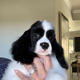 Blue collar male - Black and white male Cocker Spaniel puppy in Bonsall, California from CuttinBlue Farms