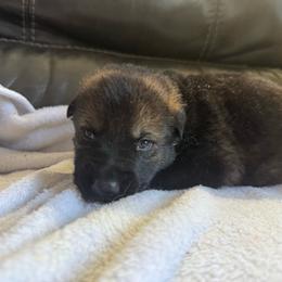 Boy 2 - Sable male German Shepherd puppy in Denver, Colorado from Morales Kennels