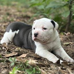 Joy - White female American Bulldog puppy in Pace, Florida from Genesis American Bulldogs