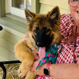 Ginger - Black and red female German Shepherd puppy in Jonesborough, Tennessee from Bouchard’s Best Shepherds
