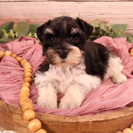Miniature Schnauzer and Poodle Puppies from Crystal Rose Canines