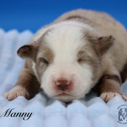 Manny - Red merle male Miniature Australian Shepherd puppy in Weeki Wachee, Florida from Arlington's Mini Aussies