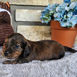 Easton - Red male Dachshund puppy in Cherry Tree, Oklahoma from Peavine Creek Dachshunds