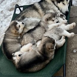 Alaskan Malamute Puppies from Sno-Ridge Alaskan Malamutes est 1972