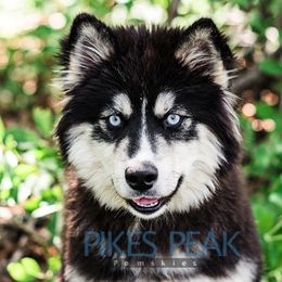 Kira - Siberian Husky