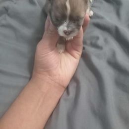 Pomeranian Puppies from Pretty Pampered Poms