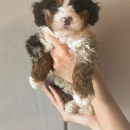 Bernedoodle, Bernese Mountain Dog, and Goldendoodle Puppies from Red Door Canines