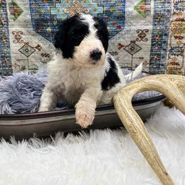Bones - Black and white male Aussiedoodle puppy in Taylor, Missouri from Pawsitively Doodles