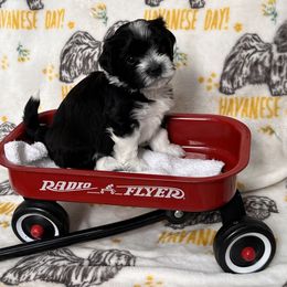 Boy 3 - Havanese puppy from La Brisa Havanese