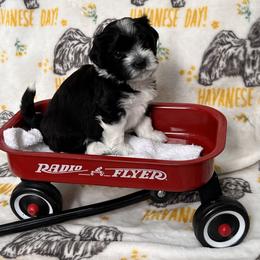 Boy 3 - Havanese puppy from La Brisa Havanese