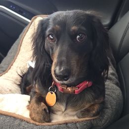 Winnie - Dachshund