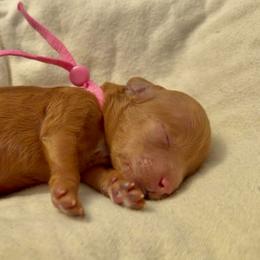 Jelly Bean - Red female Cavapoo puppy in Arlington, Texas from Van Haselen Poodles and Doodles
