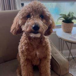 Paisley - Goldendoodle