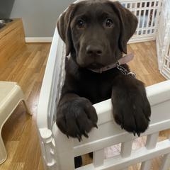 Labrador Retriever Puppies from Limestone River Labradors