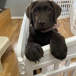 Labrador Retriever Puppies from Limestone River Labradors