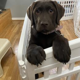 Labrador Retriever Puppies from Limestone River Labradors