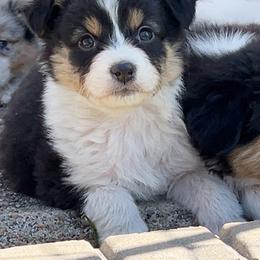Cosmo - Black tri-color male Australian Shepherd puppy in Kearney, Nebraska from Helix Aussies