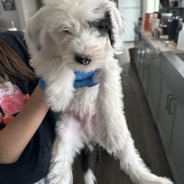 Mr. NoName - Black and white male Sheepadoodle puppy in Colorado Springs, Colorado from Kings Doodles