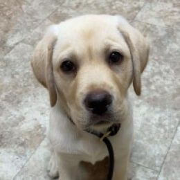 Labrador Retriever Puppies from Retrieving Freedom