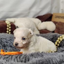 Paisley-OFA and CHIC parents - White female Coton de Tulear puppy in Westfield, North Carolina from Legacy Pets