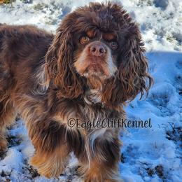Reese - Cocker Spaniel